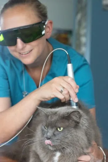 Chat soigné par photobiomodulation