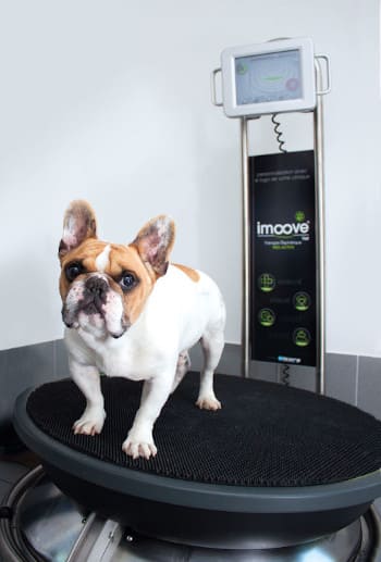 Bouledogue français sur la plateforme imoove vet.